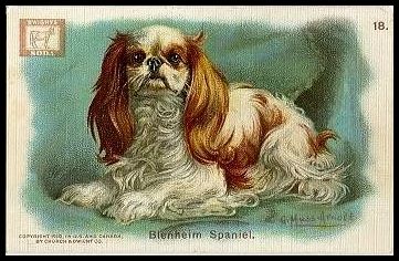 18 Blenheim Spaniel